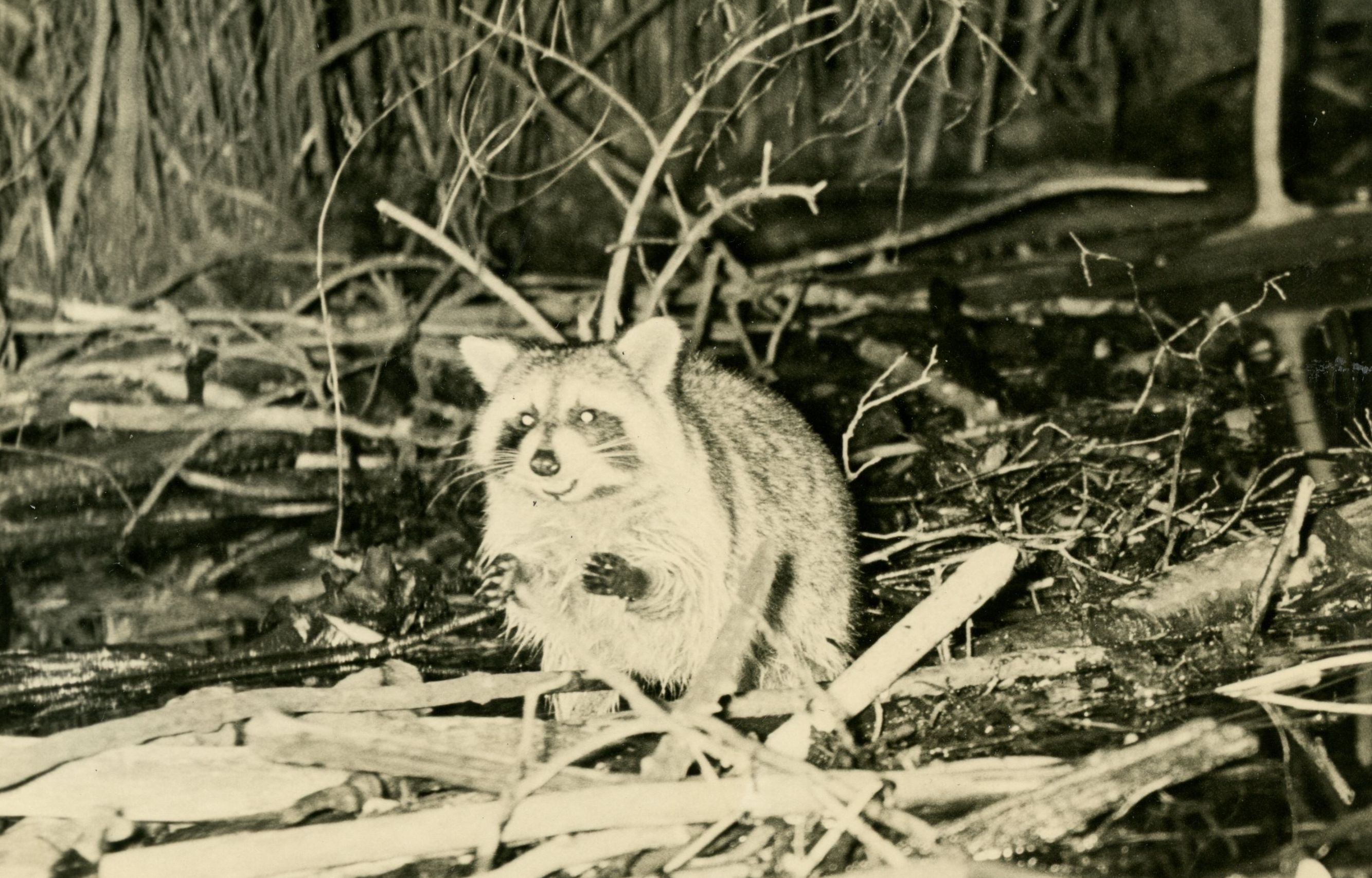 The Unexpected Truth About Otter Dam Construction - rw56znr
