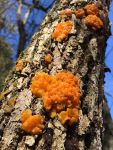 Amber jelly roll fungus, Unexpected Wildlife Refuge photo