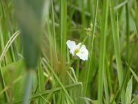 American arrowhead, Unexpected Wildlife Refuge photo