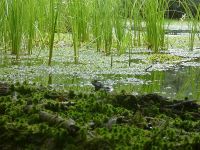 American bullfrog in Muddy Bog, Unexpected Wildlife Refuge photo