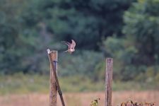 American kestrel female, photo J Amsterdam