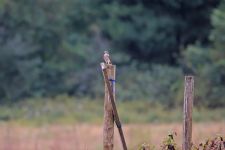 American kestrel female, photo J Amsterdam
