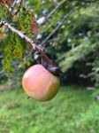 American persimmon on tree, Unexpected Wildlife Refuge photo