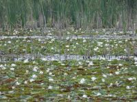 American white waterlily, Unexpected Wildlife Refuge photo
