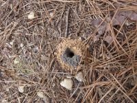 Ant tunnel entrance, Unexpected Wildlife Refuge photo