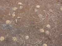 Ant tunnel entrances, Unexpected Wildlife Refuge photo