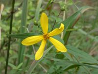 Aster, Unexpected Wildlife Refuge photo