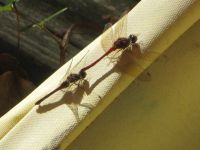 Autumn meadowhawk dragonflies in tandem, photo by Dave Sauder