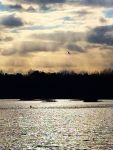 Bald eagle flying over main pond, Unexpected Wildlife Refuge photo