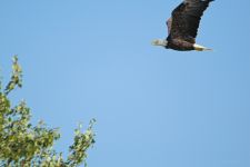 Bald eagle over main pond, photo by Jeremy Amsterdam
