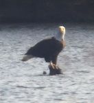 Bald eagle on stump in main pond, Unexpected Wildlife Refuge photo