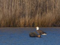 Bald eagle on stump in main pond, Unexpected Wildlife Refuge photo