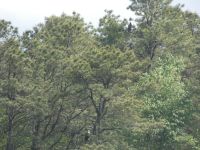 Bald eagle juvenile, Unexpected Wildlife Refuge photo