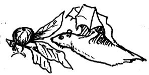 Bat and fruit drawing, sketch by Hope Sawyer Buyukmihci, Refuge co-founder and artist
