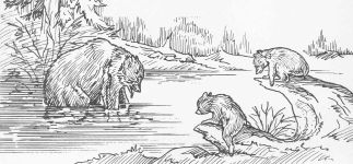 American black bears, original artwork by Hope Sawyer Buyukmihci, co-founder