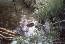 Beaver eating poplar, Unexpected Wildlife Refuge photo