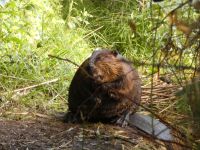 Beaver, Unexpected Wildlife Refuge photo