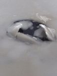 Beaver hole in ice, Unexpected Wildlife Refuge photo