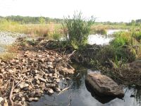 Beaver dam at Miller Pond, photo by Dave Sauder