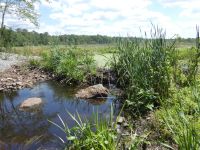 Beaver dam at Miller Pond, Unexpected Wildlife Refuge photo