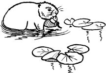 Beaver, sketch by Hope Sawyer Buyukmihci, Refuge co-founder and artist