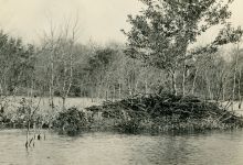 Beaver food raft, photo by Hope Sawyer Buyukmihci, Unexpected Wildlife Refuge photo