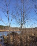 New beaver lodge, Unexpected Wildlife Refuge photo