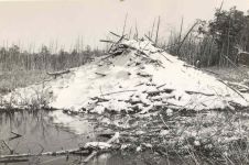 Beaver lodge in winter, Unexpected Wildlife Refuge photo