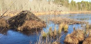Beaver lodge and food raft, Unexpected Wildlife Refuge photo