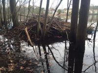 Beaver lodge, Lake Placid, Toms River