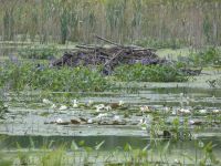 Beaver lodge in Miller Pond, Unexpected Wildlife Refuge photo