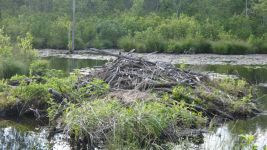Beaver lodge near Wild Goose Blind, Unexpected Wildlife Refuge photo
