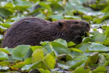 Beaver eating lily pads in main pond, Unexpected Wildlife Refuge photo