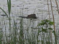 Beaver, photo by Dave Sauder
