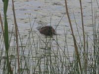 Beaver, photo by Dave Sauder