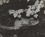 Beaver called Maria and her four month old child, Unexpected Wildlife Refuge photo