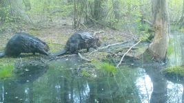 Beavers near Wild Goose Blind, Unexpected Wildlife Refuge trail camera photo