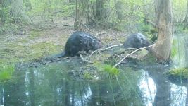 Beavers near Wild Goose Blind, Unexpected Wildlife Refuge trail camera photo