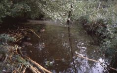 Beavers gathering food, Unexpected Wildlife Refuge photo