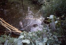 Beavers in one of Refuge's wetlands area, Unexpected Wildlife Refuge photo