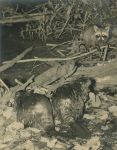 Beavers and raccoon at Otter Dam, photo by Hope Sawyer Buyukmihci, co-founder