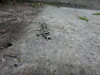Beloved underwing moth caterpillar, Unexpected Wildlife Refuge photo
