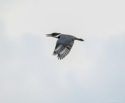Belted kingfisher, photo by Jeremy Amsterdam
