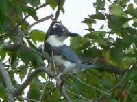 Belted kingfisher, Unexpected Wildlife Refuge photo