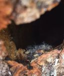 Bird down in tree cavity, Unexpected Wildlife Refuge photo