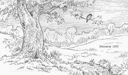 Bird sketch by Hope Sawyer Buyukmihci