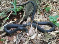 Black racer, Unexpected Wildlife Refuge photo