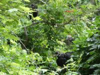 Black vulture parent with fledglings in a tree near cabin barn, Unexpected Wildlife Refuge photo