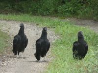 Black vulture family near Headquarters, Unexpected Wildlife Refuge photo