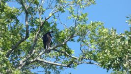 Black vulture in tree, Unexpected Wildlife Refuge photo